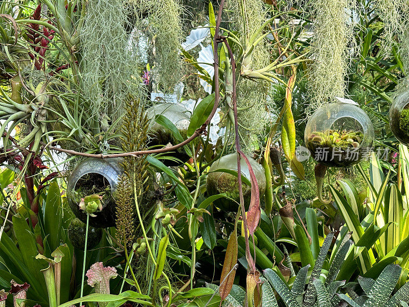 花园中心展示的肉食性植物图片，悬挂猪笼草(nepenthus)，草笼草(Dionaea muscipula)植物盆栽在玻璃球